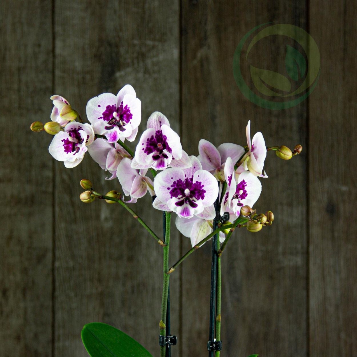 Фаленопсис Биг лип