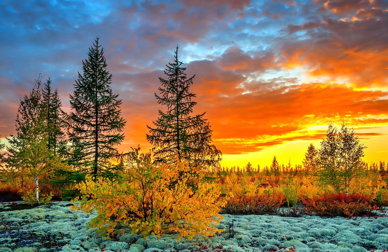 Ямало-Ненецкий автономный природа