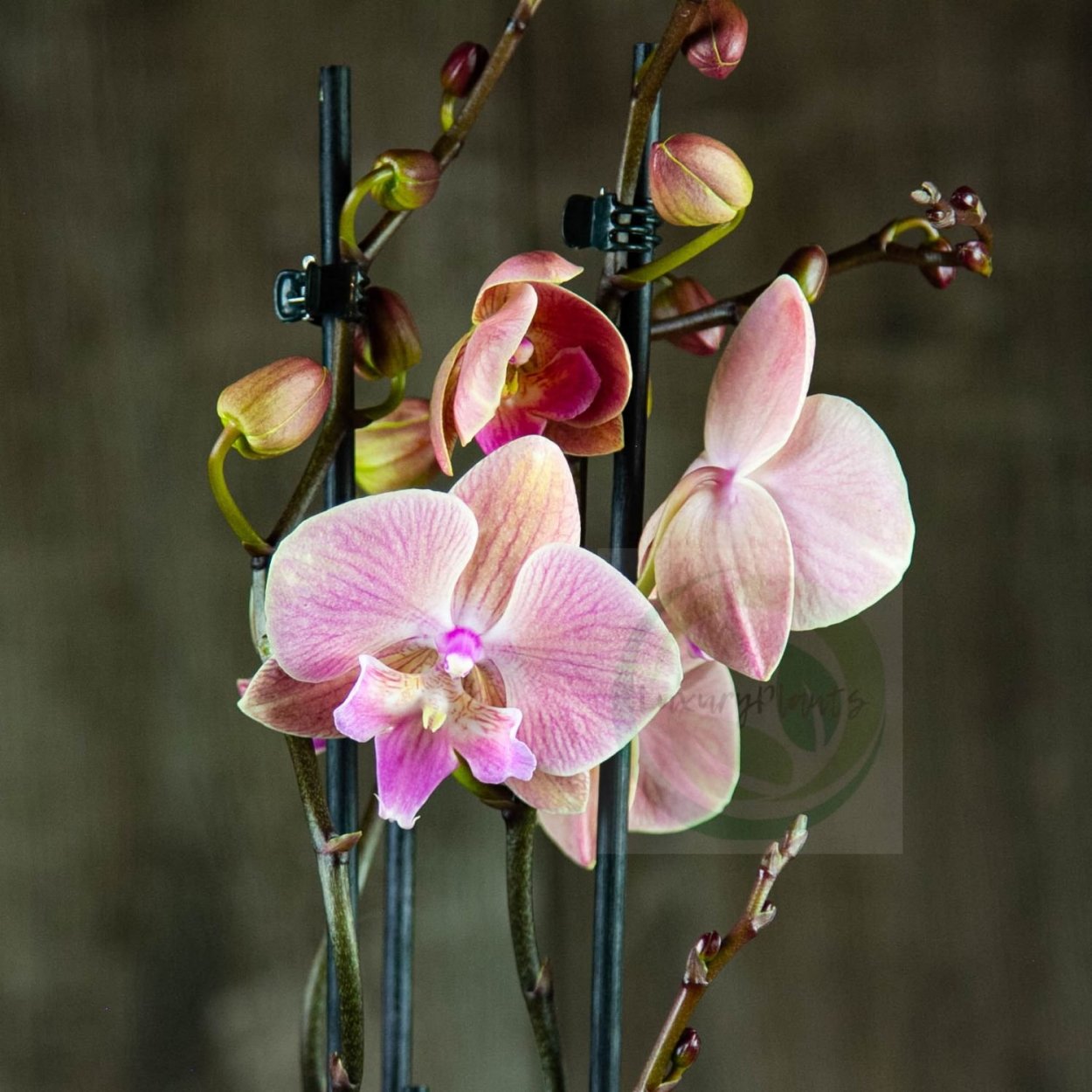 Орхидея фаленопсис Биг лип