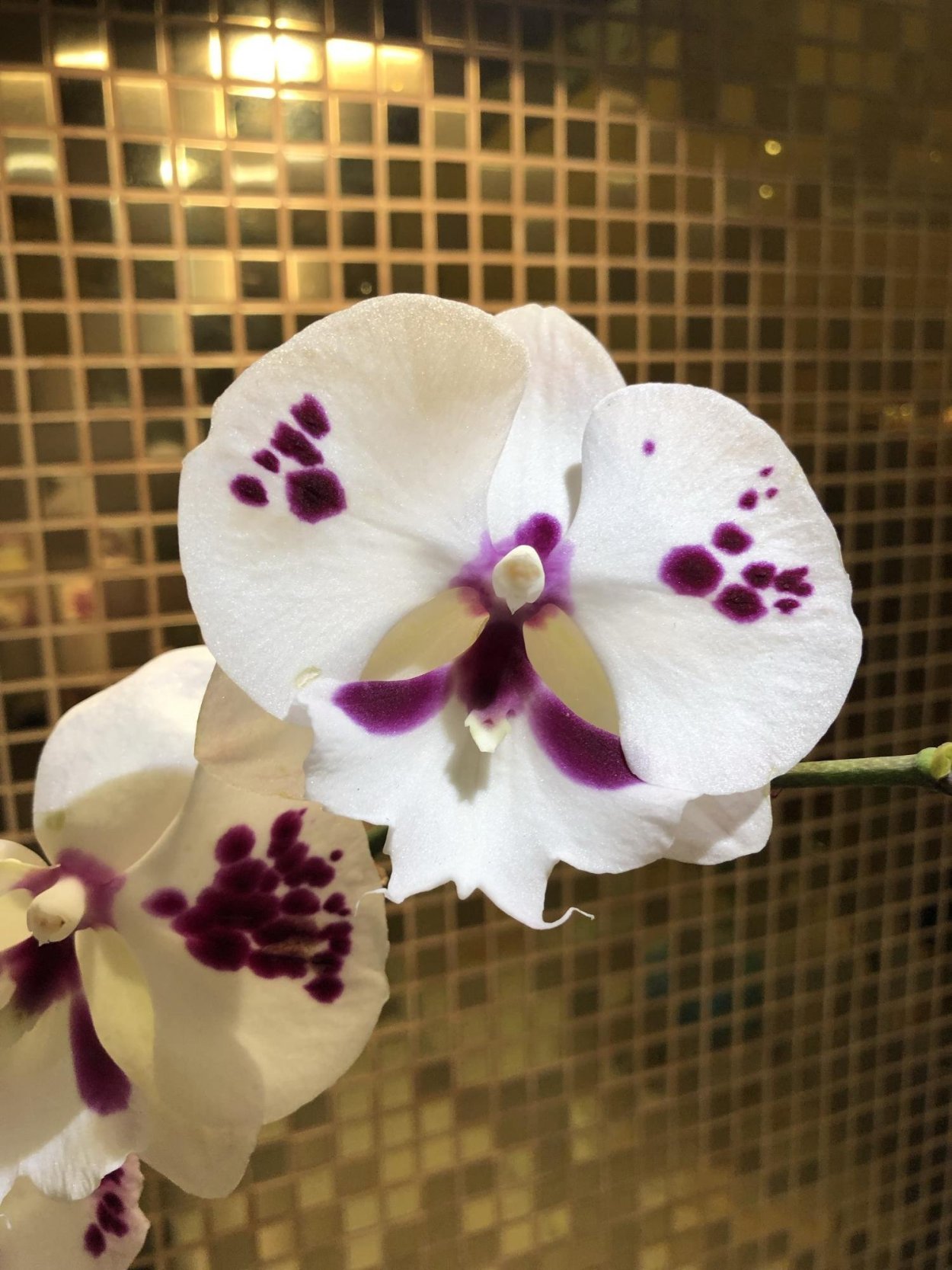 Фаленопсис Клеопатра Биг лип