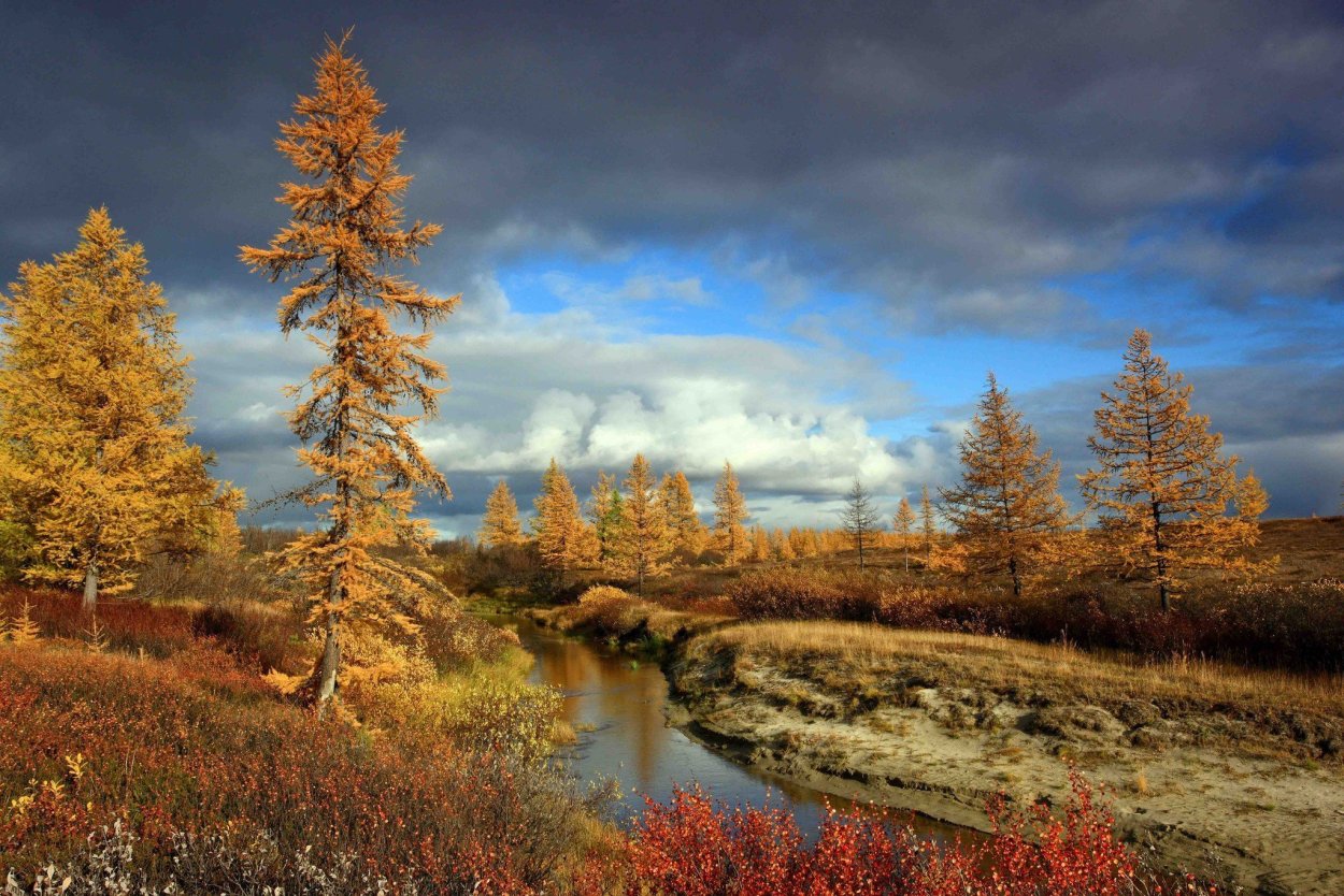 Природа севера осень Ямал