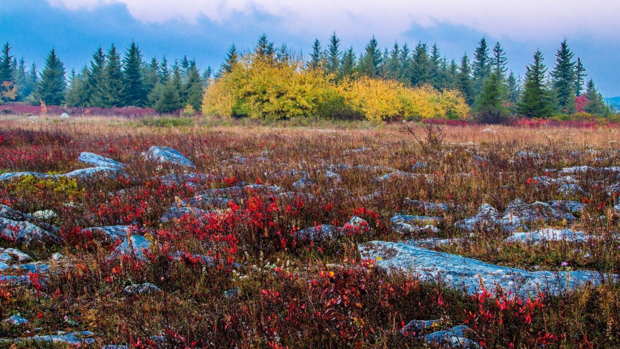Лесотундра Кольского полуострова