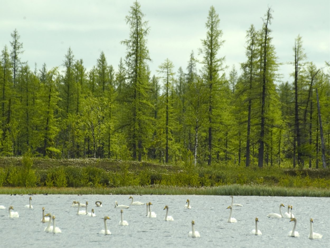 Ямало-Ненецкий автономный округ Тайга