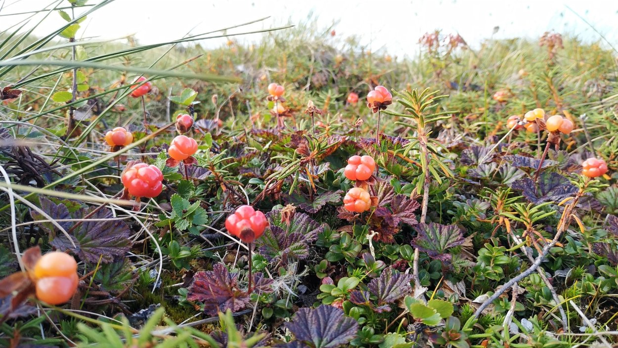 Ямал Морошка