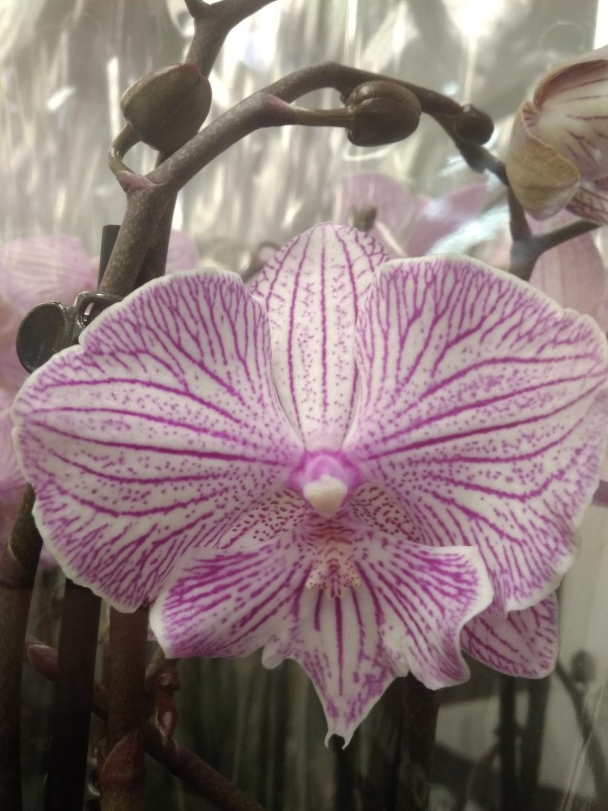 Фаленопсис Биг лип леди Макбет