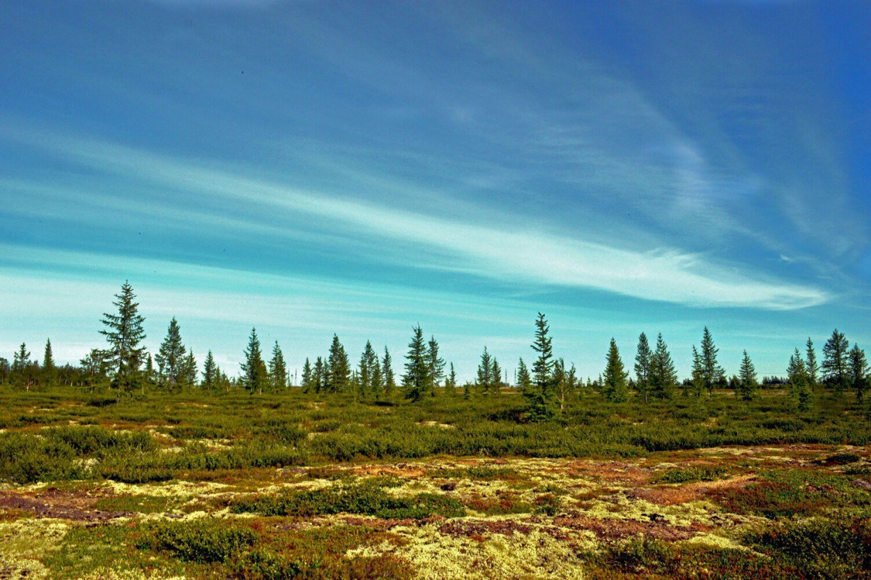 Тундра Ненецкий автономный округ