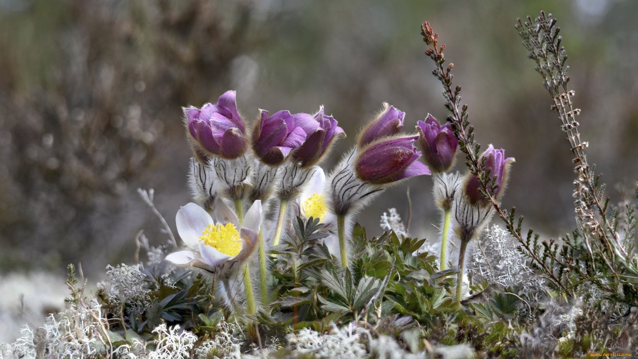 Сон-трава фотографии природы