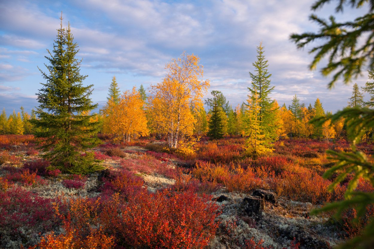 Ель в лесотундре