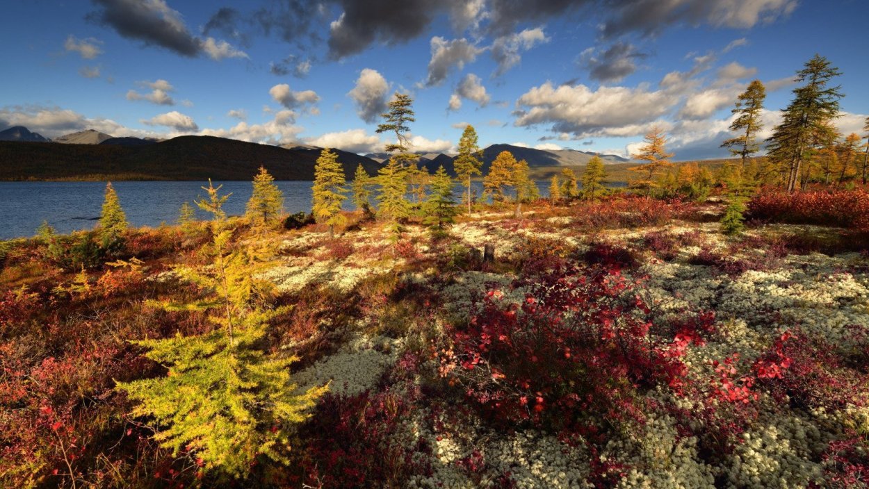 Колымская тундра