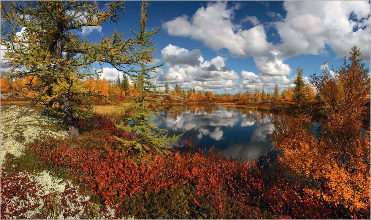 Лето тундра новый Уренгой