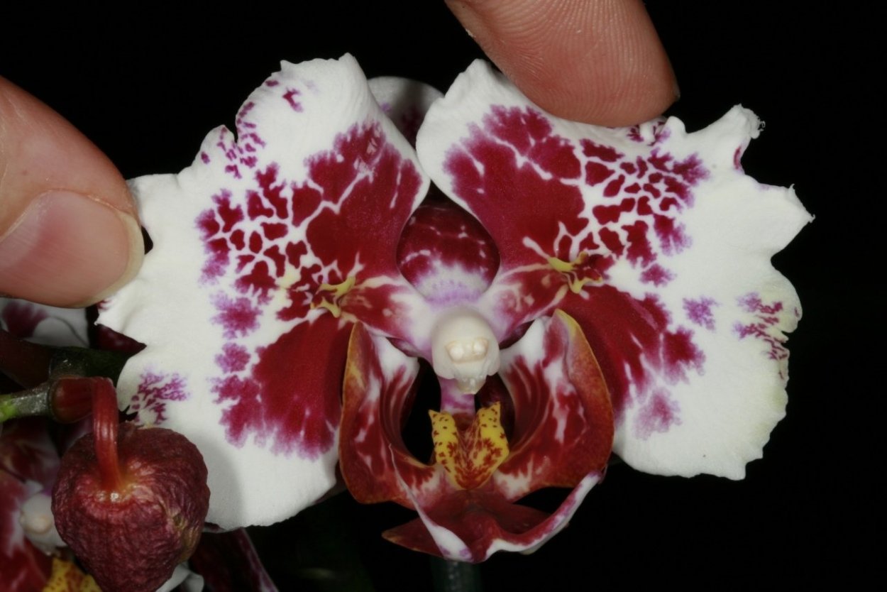 Фаленопсис Блэк Энджел пелорик