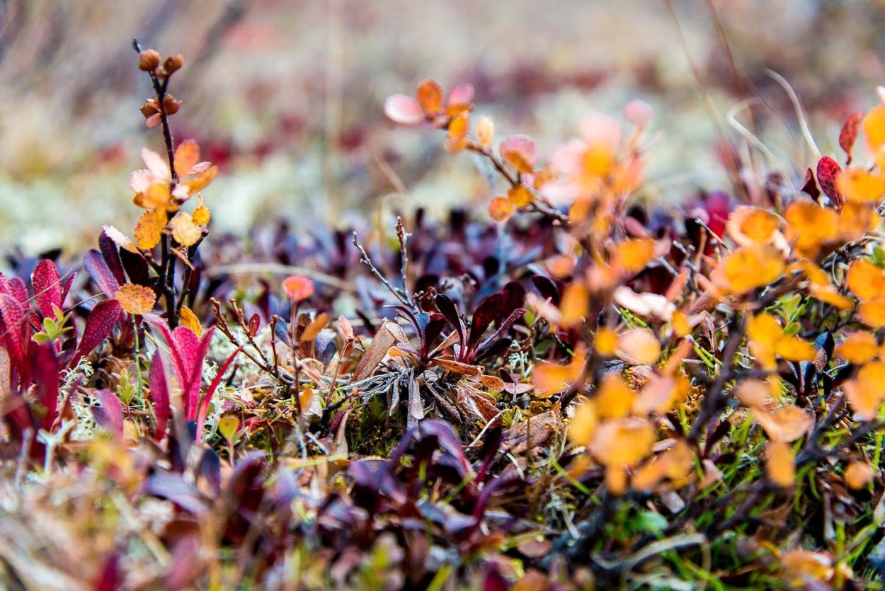 Ненецкий заказник
