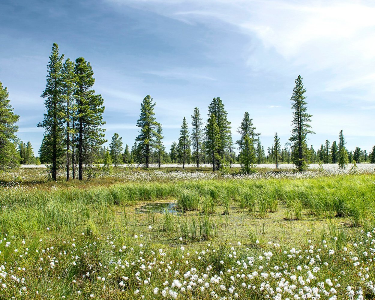 Лесолуговая тундра