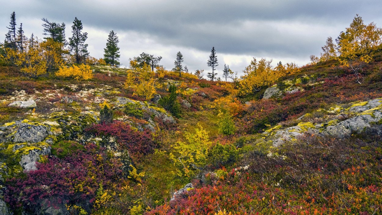 Лапландский заповедник Кольский полуостров