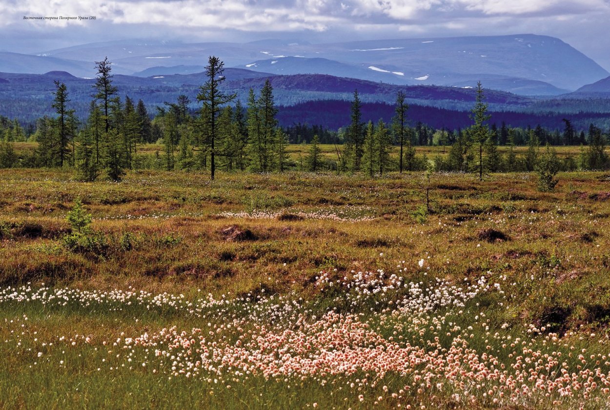 Тундра Полярный Урал
