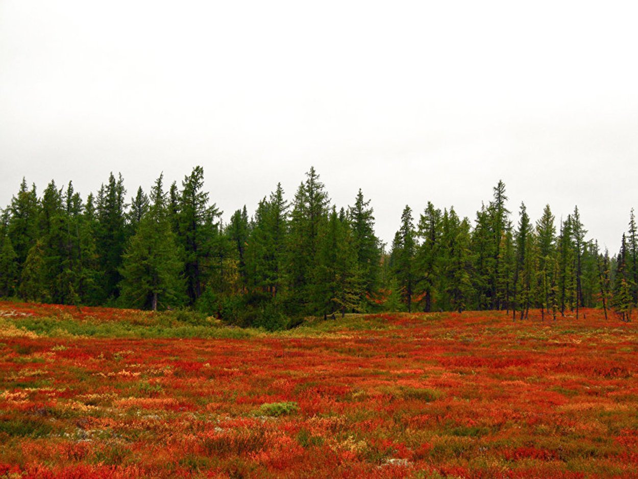 Гыданский заповедник Флора