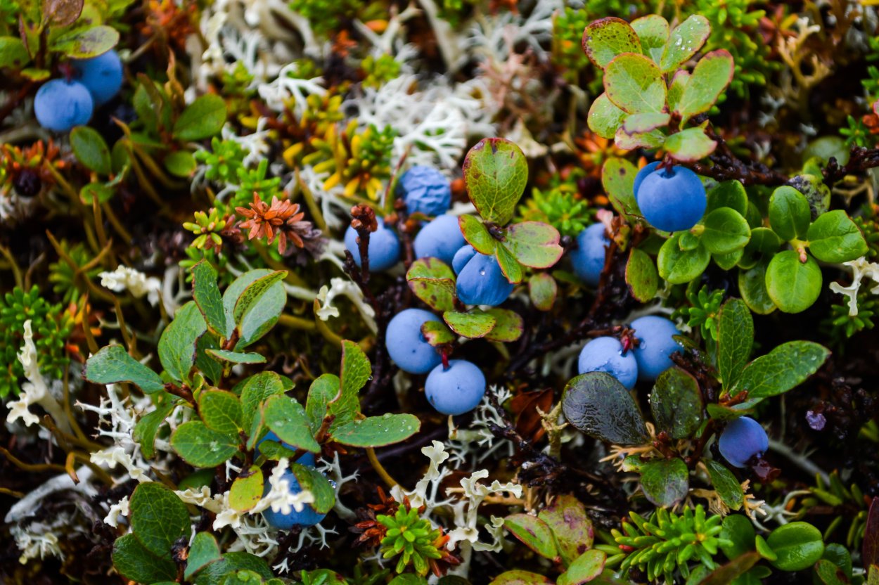 Растительность Нарьян Мара