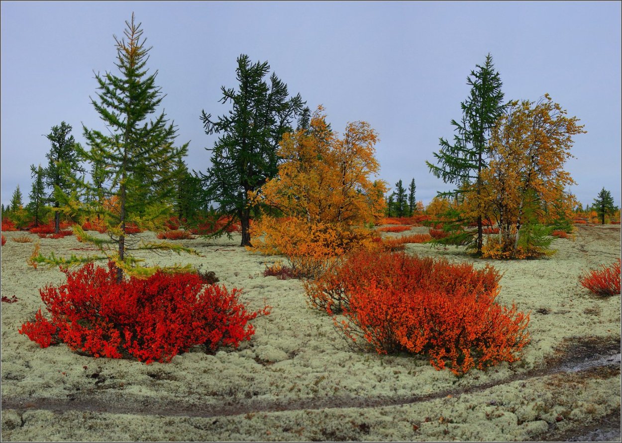 Лето тундра новый Уренгой