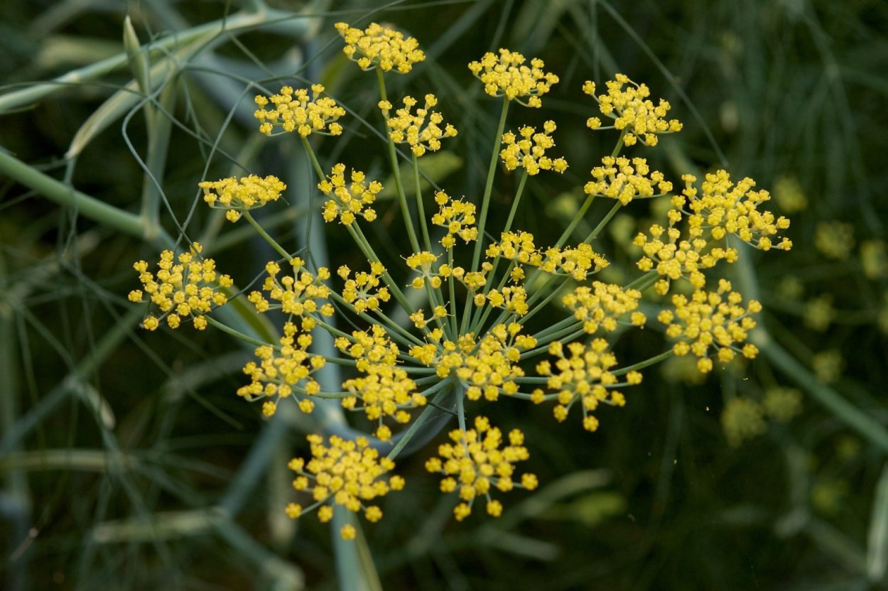 Фенхель (Foeniculum)