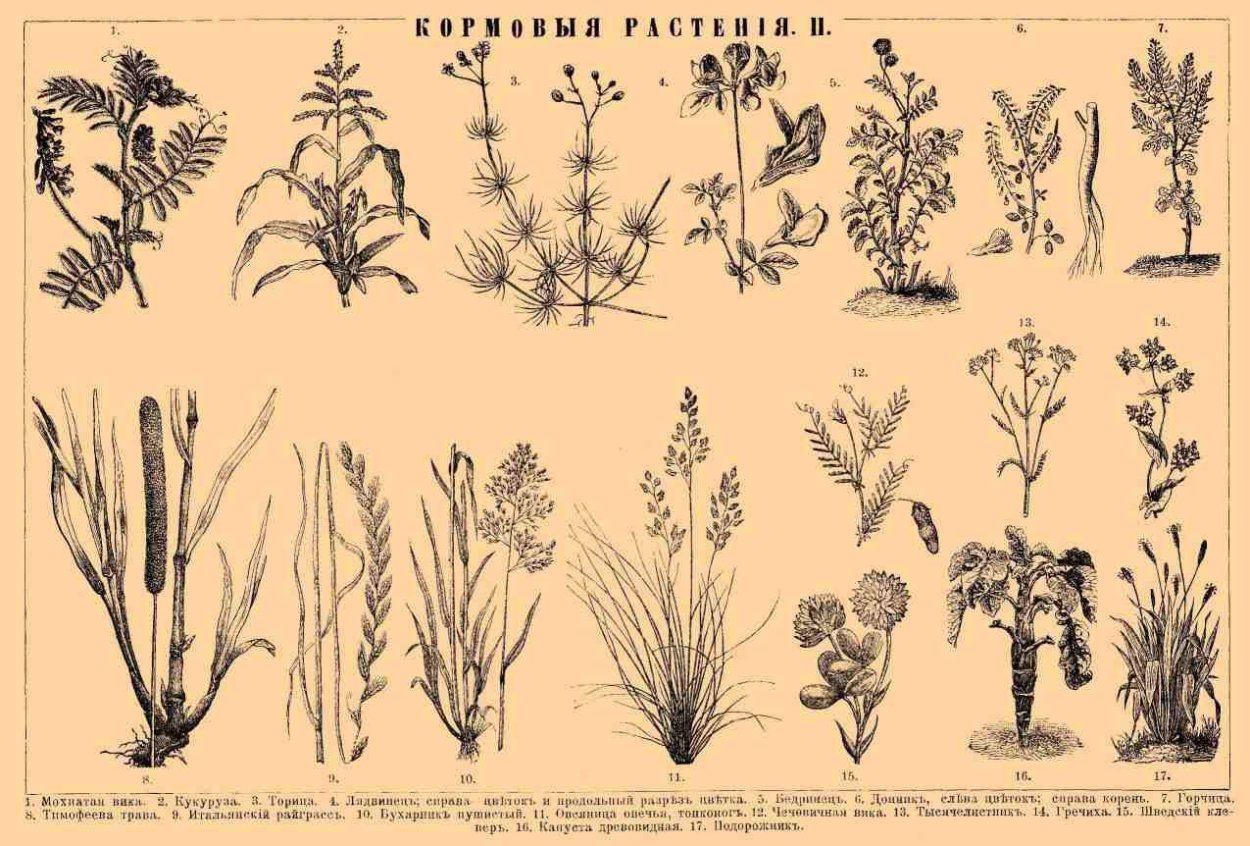 Кормовые растения