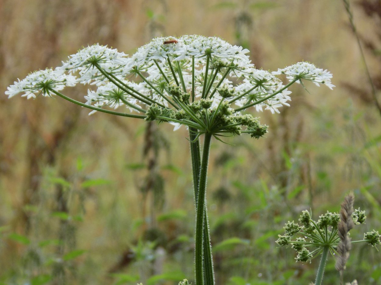 Зонтичные (Umbelliferae(Apiaceae))