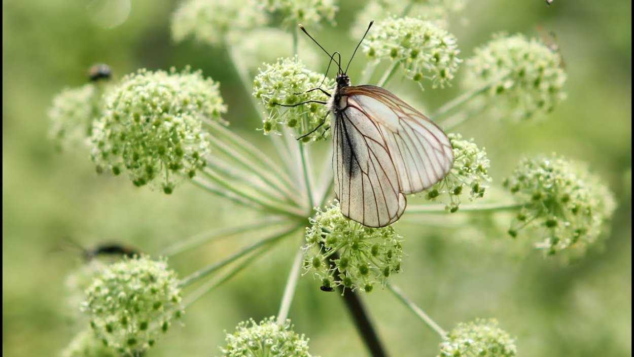 Трава Ангелика для женщин