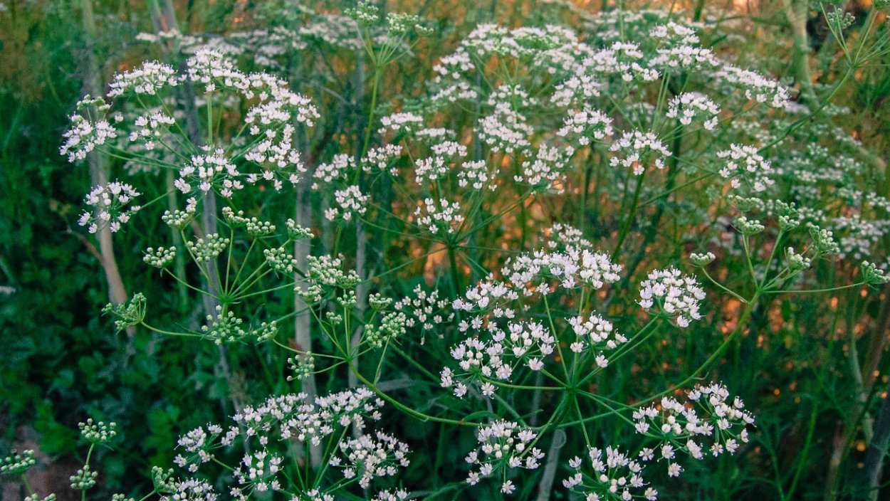 Анис обыкновенный