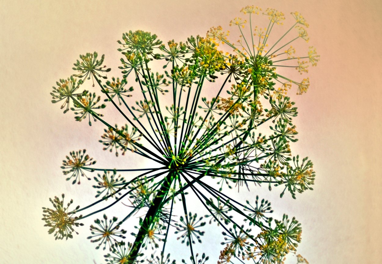 Укроп цветок