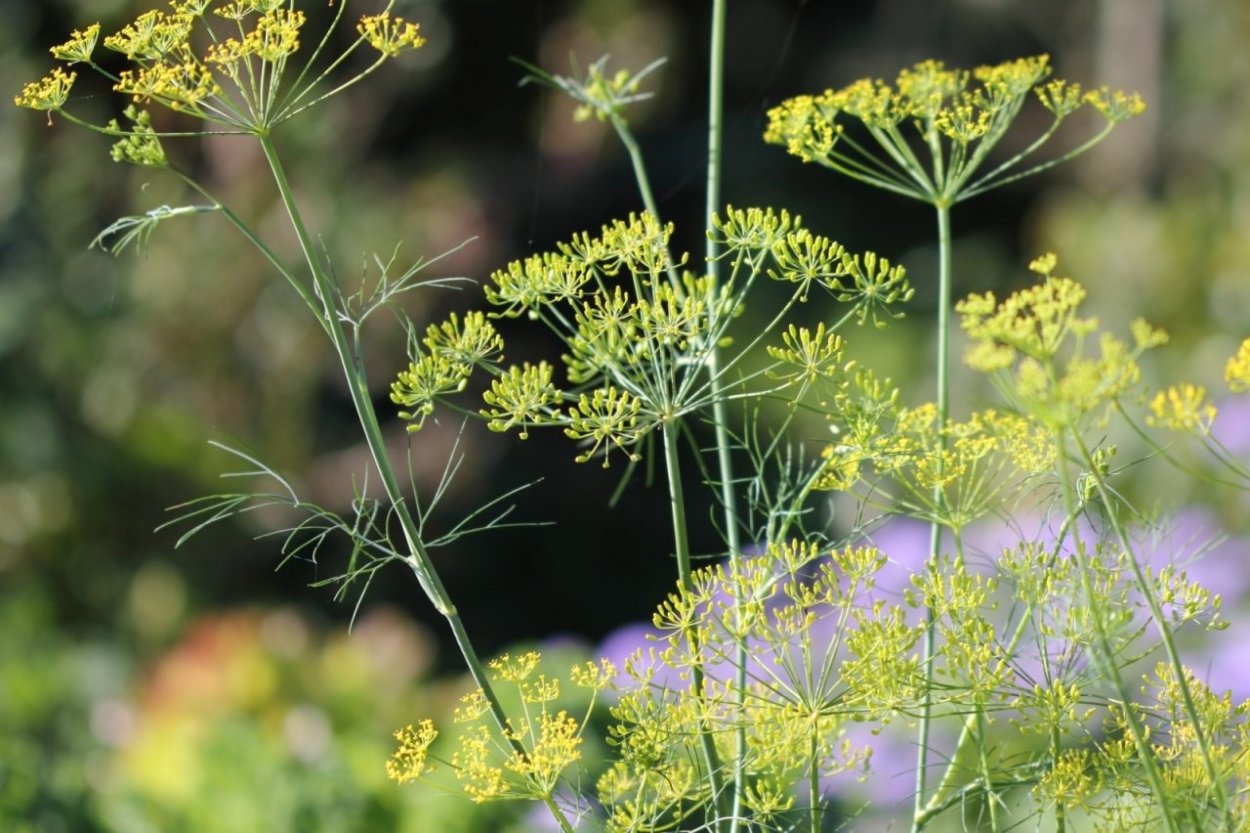 Соцветие зонтик укроп