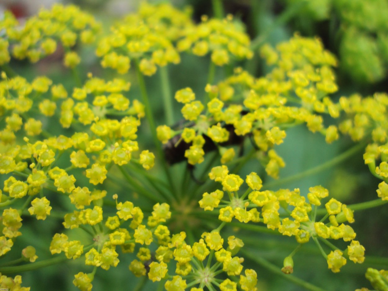 Желтые цветочки зонтичные Забайкалья