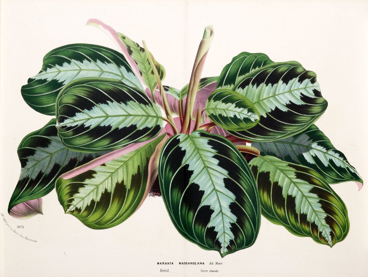 Маранта Массанжа