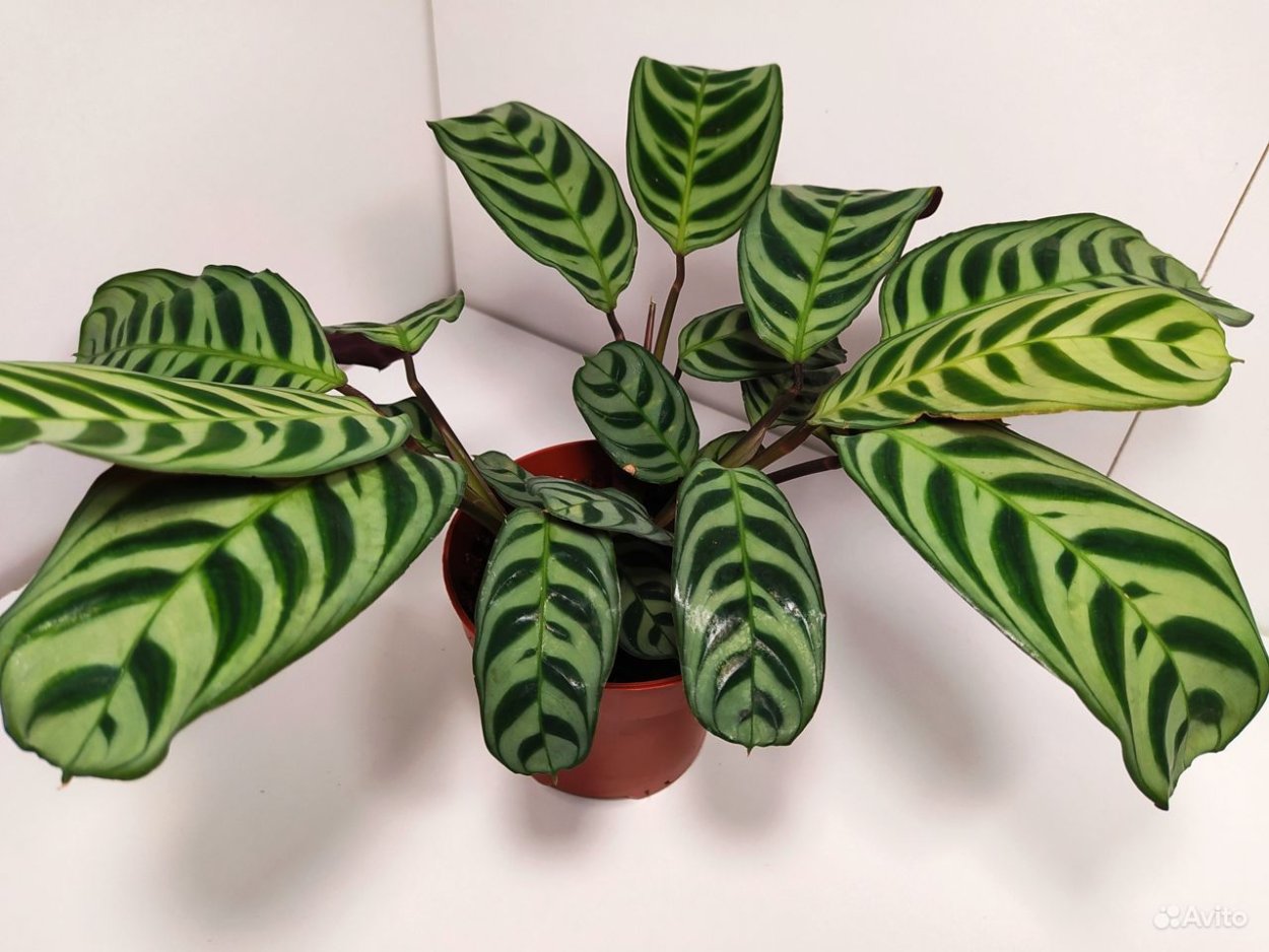 Маранта leuconeura