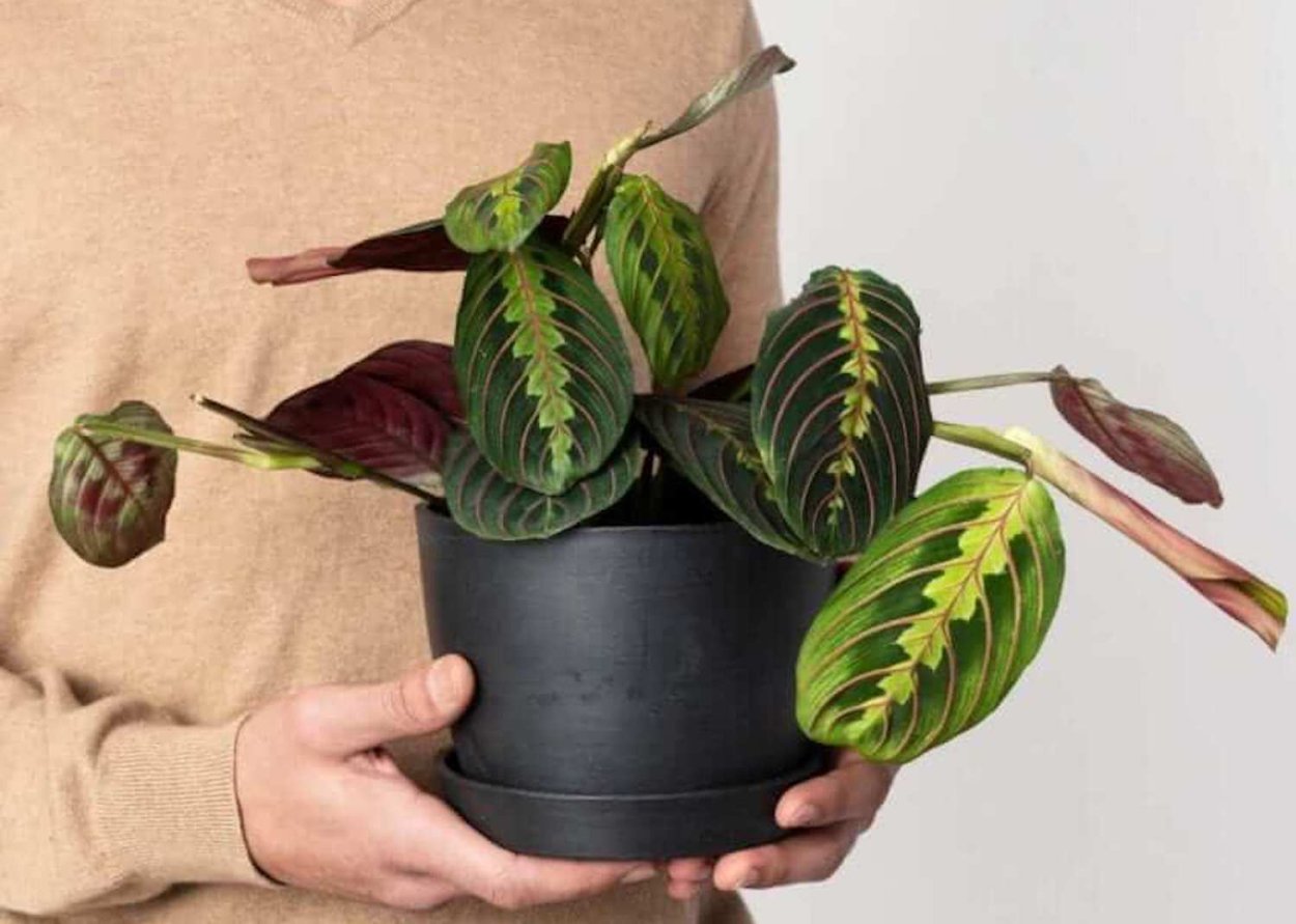 Ктенанта Берл-Маркса