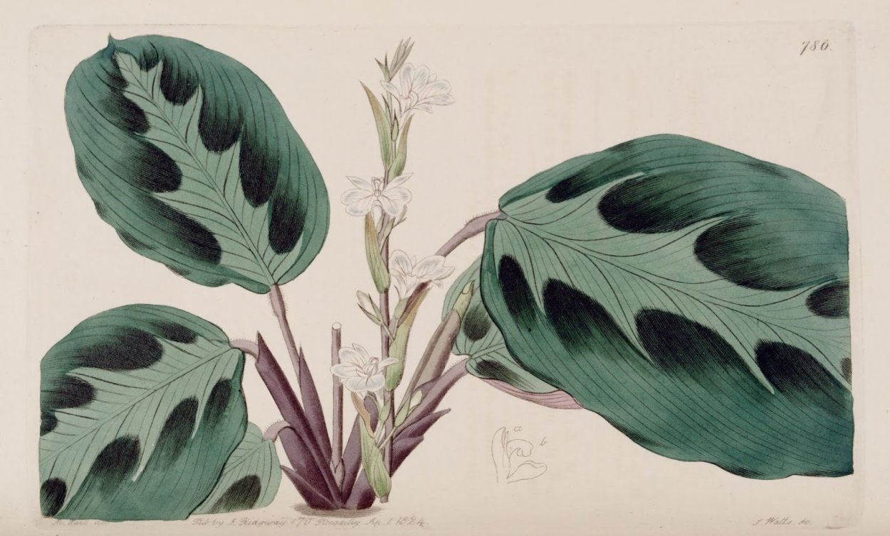 Калатея маранта