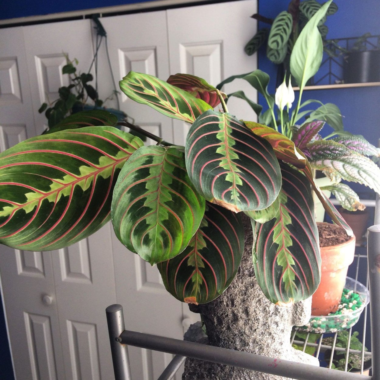 Марантовые Строманта