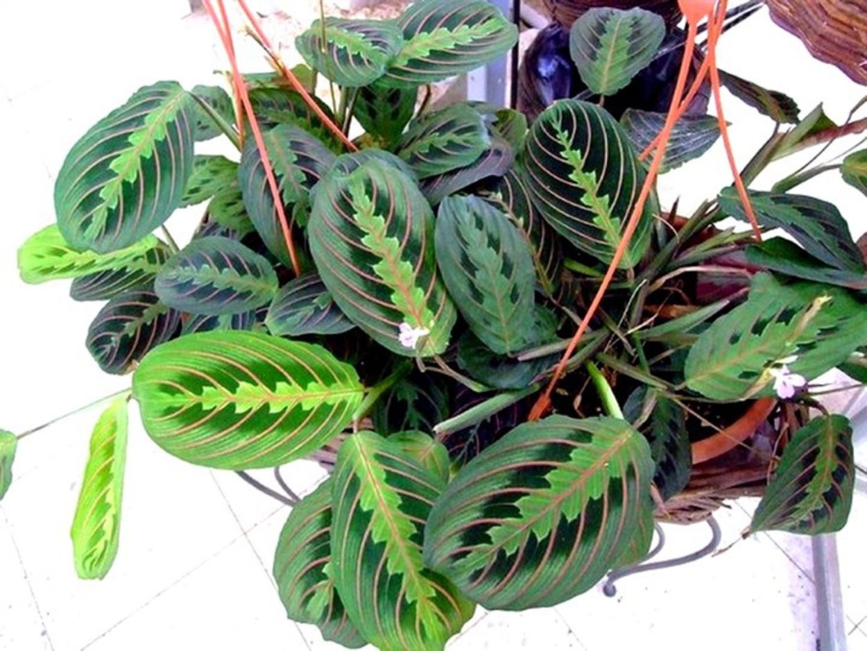 Маранта leuconeura kerchoveana