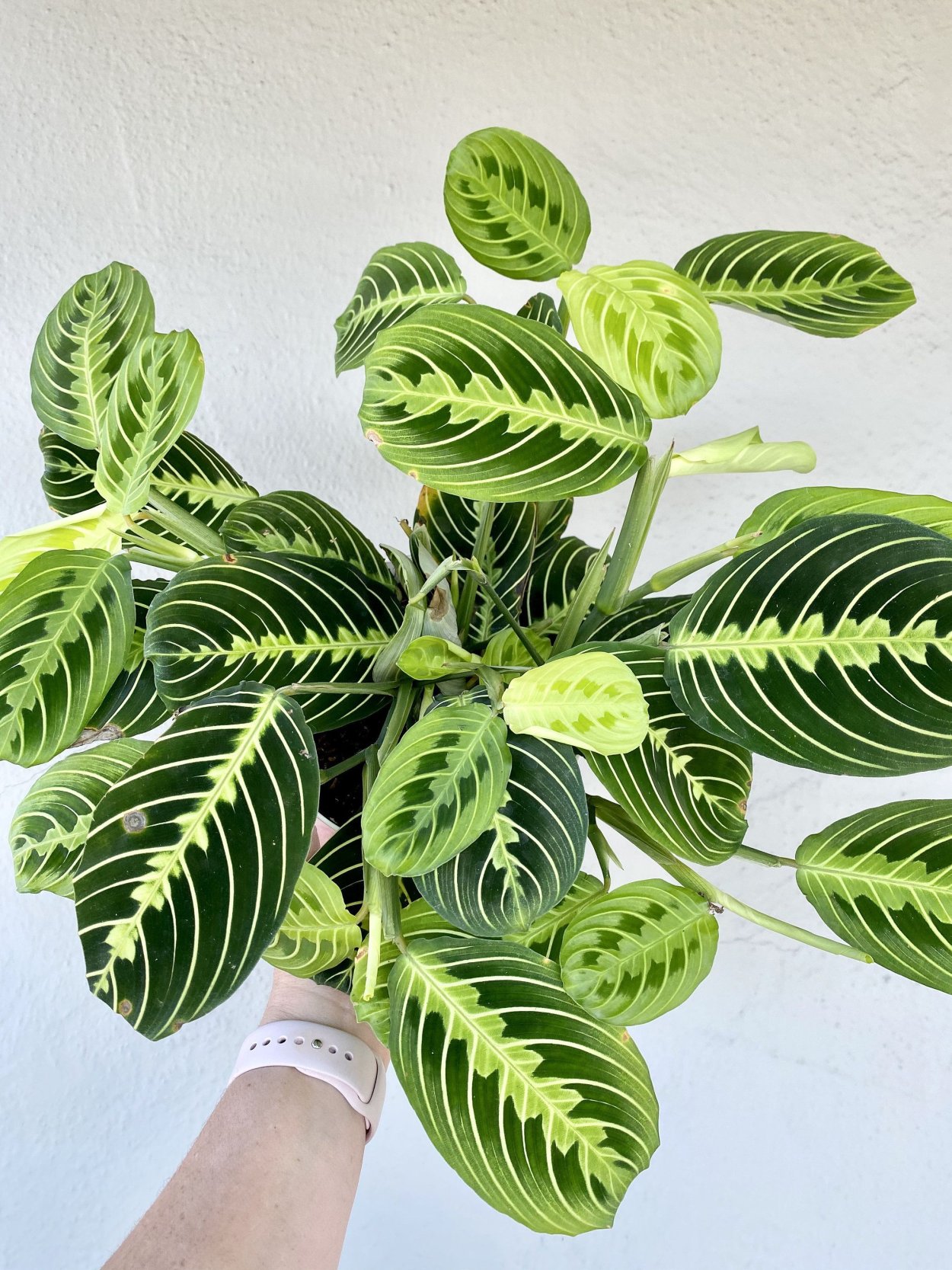 Калатея мраморная