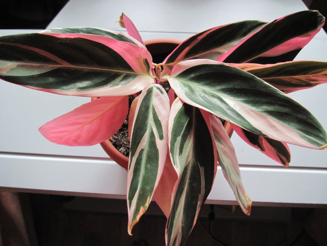 Маранта Амабилис