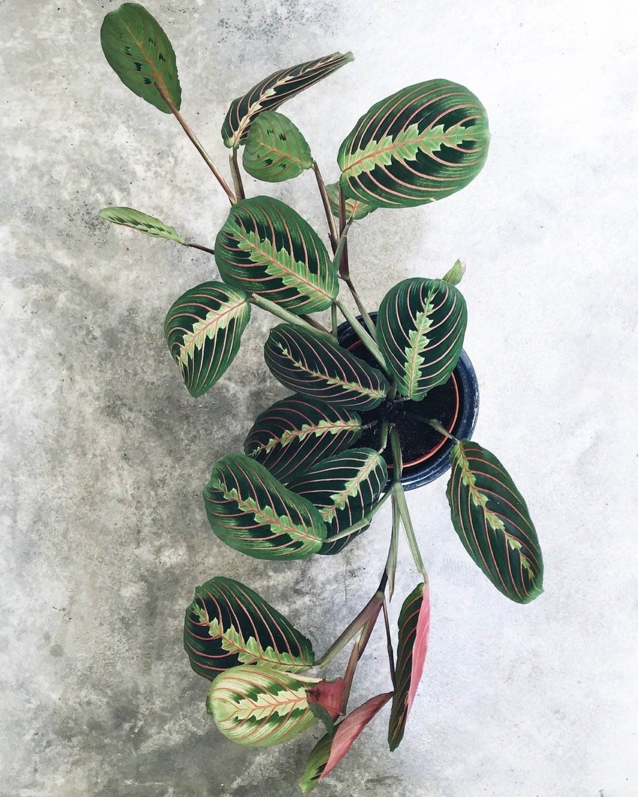 Калатея маранта