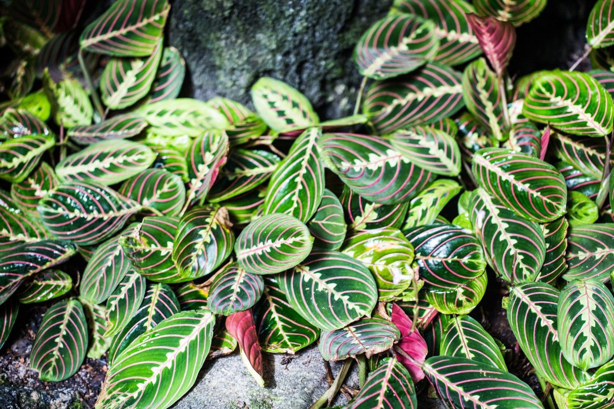 Калатея makoyana