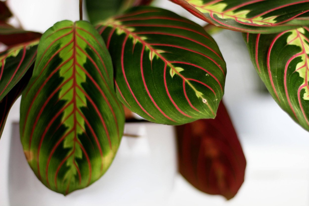 Строманта маранта