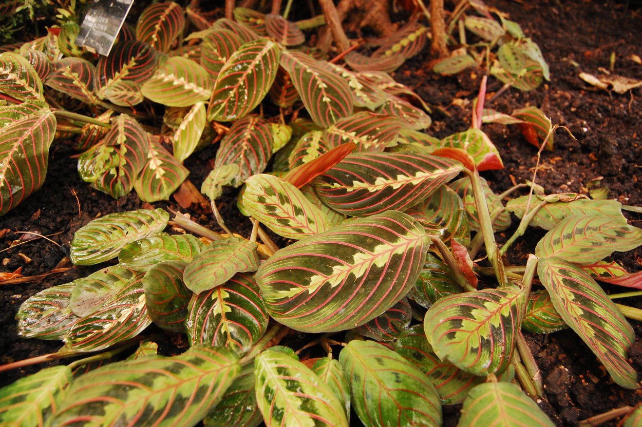 Маранта трехцветная