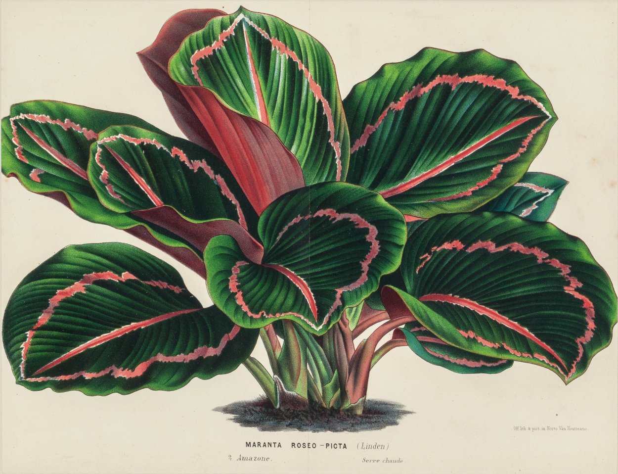 Ктенанта Бурле-марксии