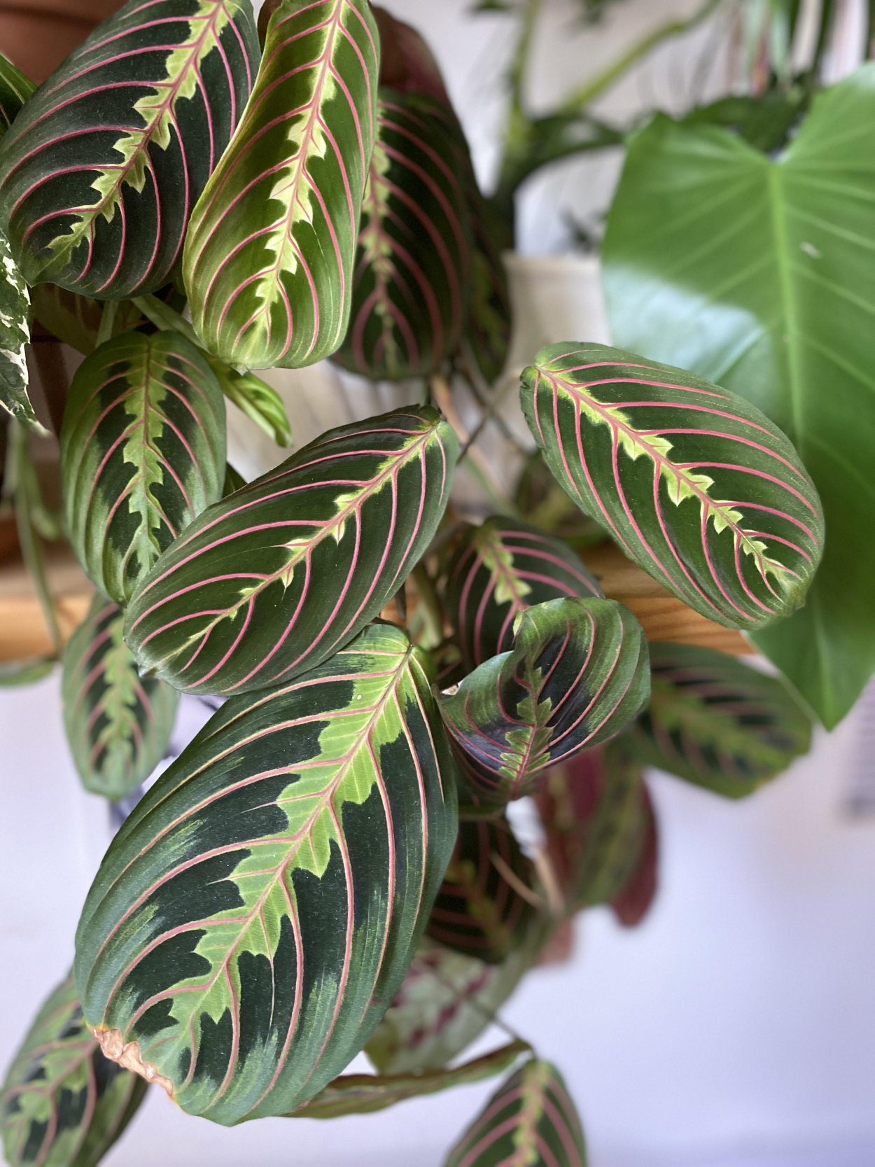 Калатея зебрина