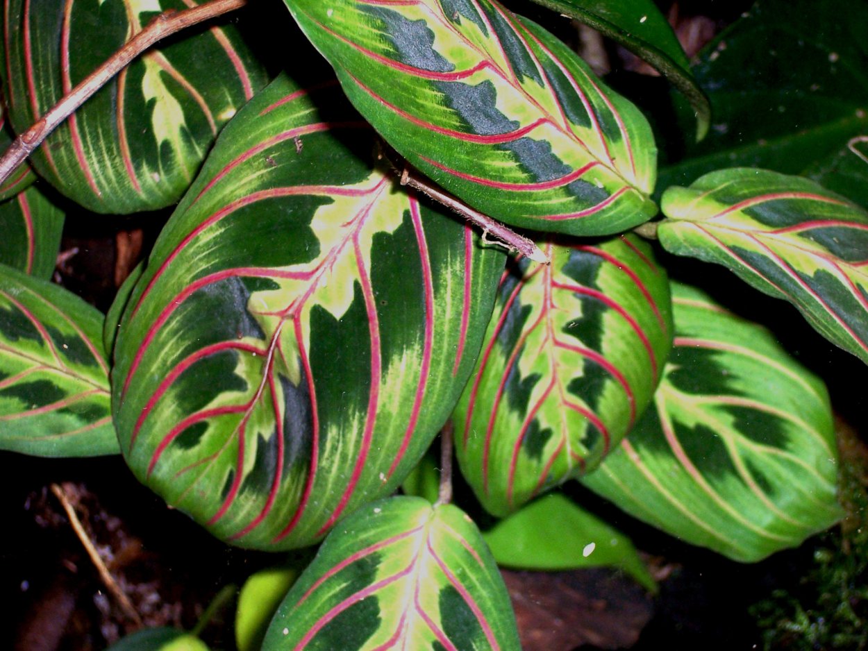 Маранта Кершовиана цветок