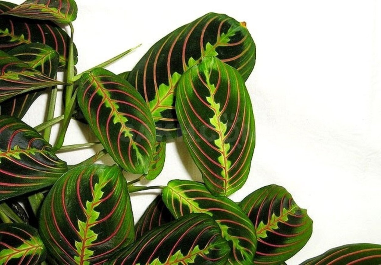 Маранта Эмерал Бьюти