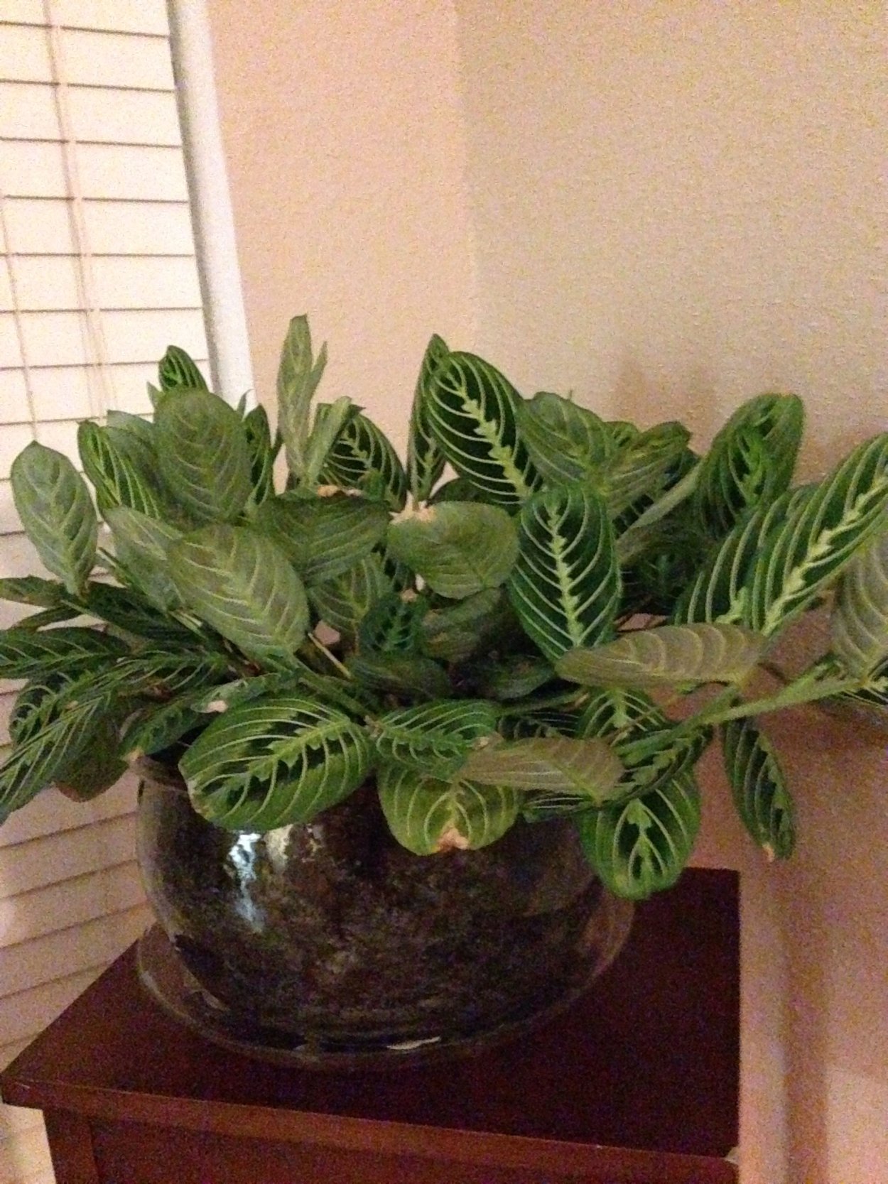 Маранта Амабилис