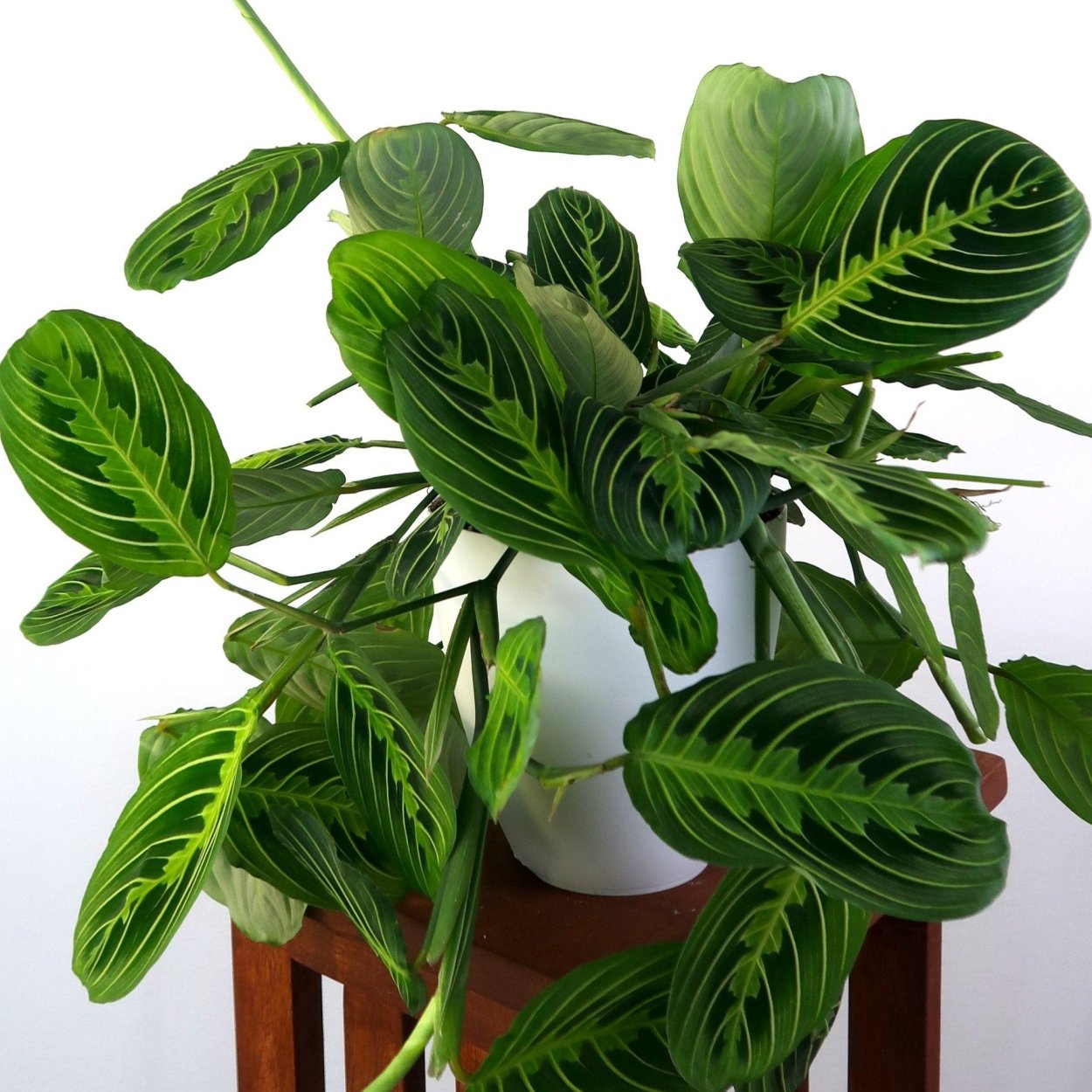 Калатея марантовые