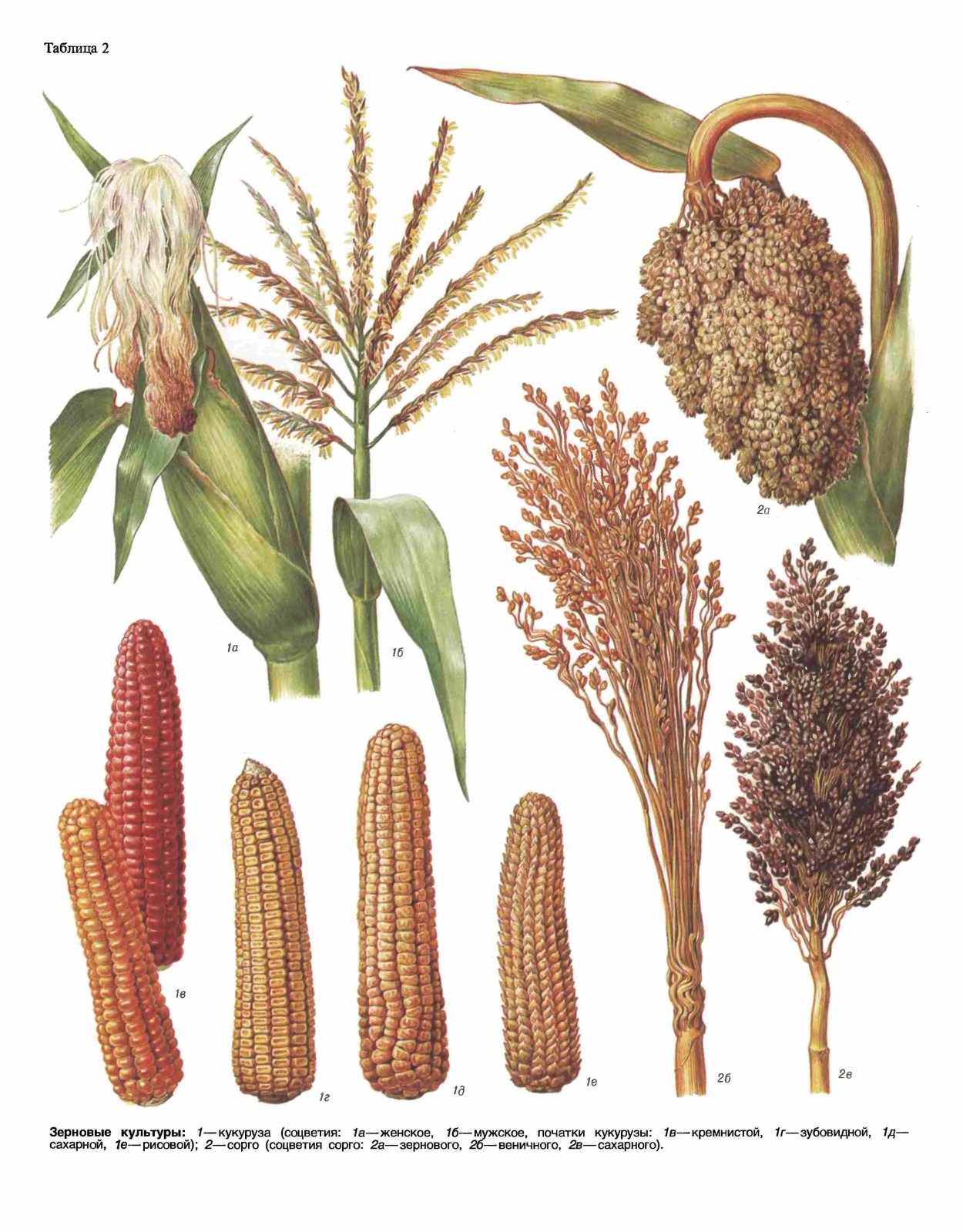 Мужское соцветие кукурузы