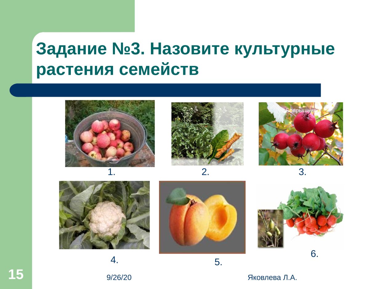 Культурные растения семейства мотыльковых